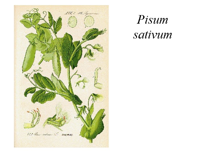 Pisum sativum 