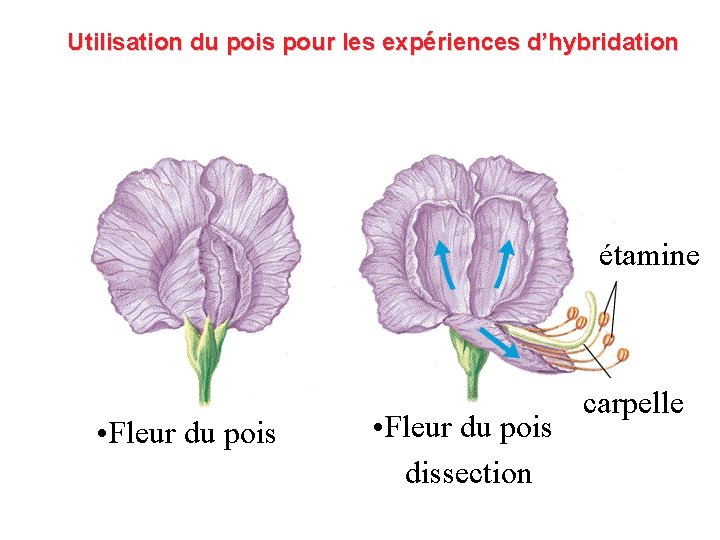 Utilisation du pois pour les expériences d’hybridation étamine • Fleur du pois dissection carpelle