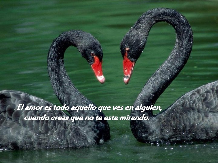 El amor es todo aquello que ves en alguien, cuando creas que no te