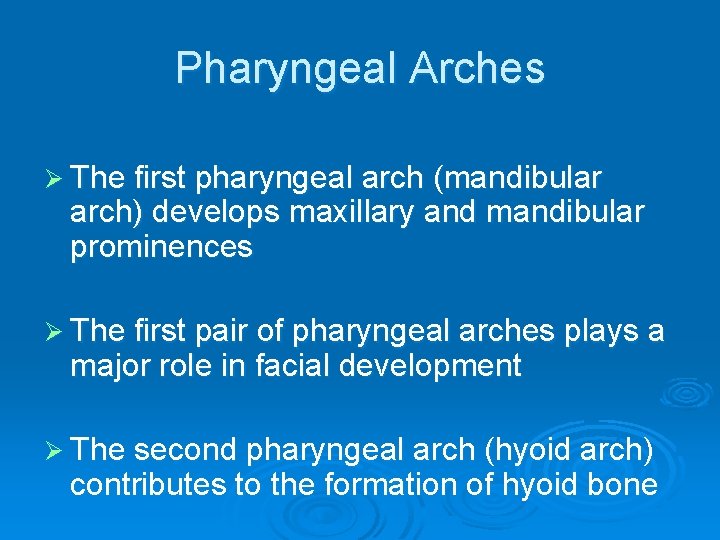 Pharyngeal Arches Ø The first pharyngeal arch (mandibular arch) develops maxillary and mandibular prominences