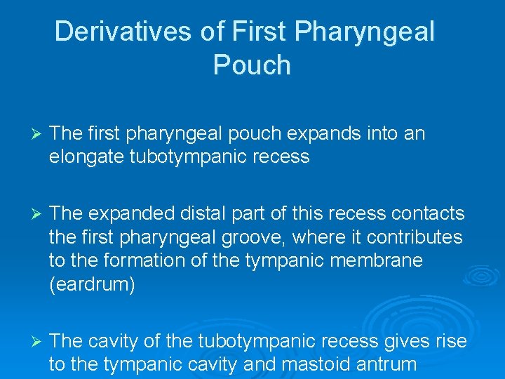 Derivatives of First Pharyngeal Pouch Ø The first pharyngeal pouch expands into an elongate
