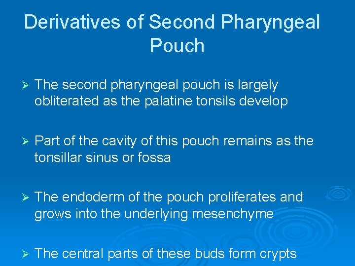 Derivatives of Second Pharyngeal Pouch Ø The second pharyngeal pouch is largely obliterated as