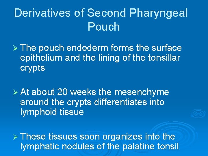 Derivatives of Second Pharyngeal Pouch Ø The pouch endoderm forms the surface epithelium and