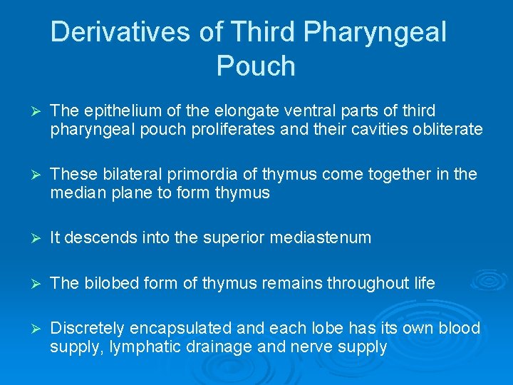 Derivatives of Third Pharyngeal Pouch Ø The epithelium of the elongate ventral parts of