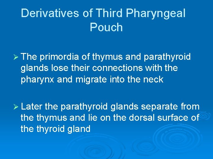 Derivatives of Third Pharyngeal Pouch Ø The primordia of thymus and parathyroid glands lose