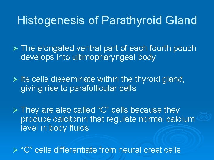 Histogenesis of Parathyroid Gland Ø The elongated ventral part of each fourth pouch develops