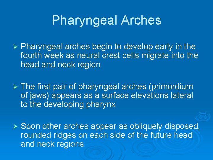 Pharyngeal Arches Ø Pharyngeal arches begin to develop early in the fourth week as