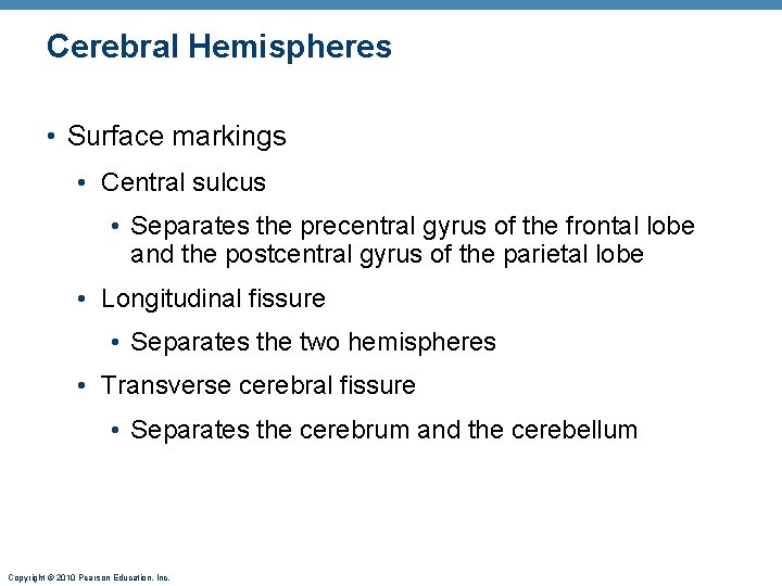 Cerebral Hemispheres • Surface markings • Central sulcus • Separates the precentral gyrus of