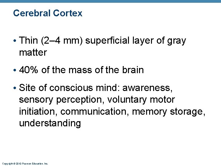 Cerebral Cortex • Thin (2– 4 mm) superficial layer of gray matter • 40%