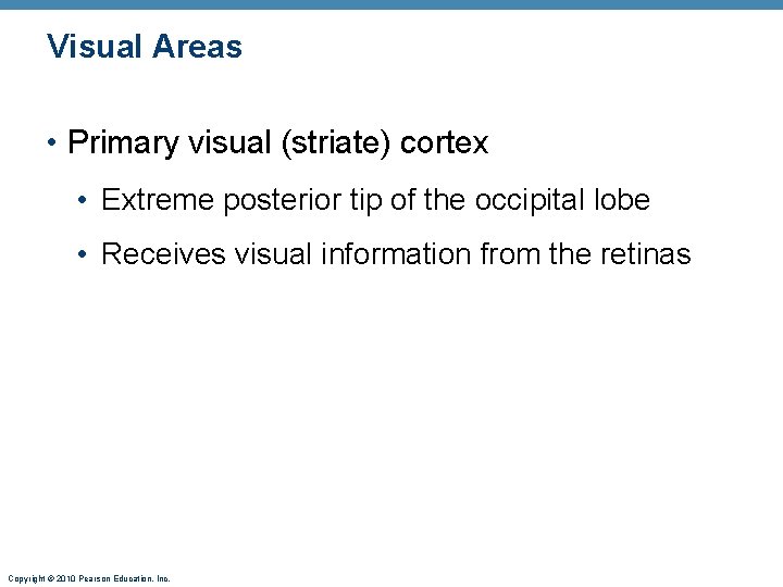 Visual Areas • Primary visual (striate) cortex • Extreme posterior tip of the occipital