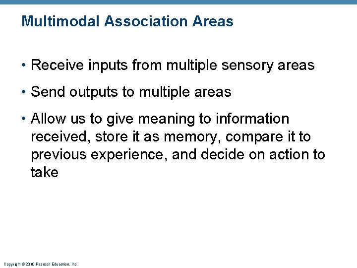Multimodal Association Areas • Receive inputs from multiple sensory areas • Send outputs to