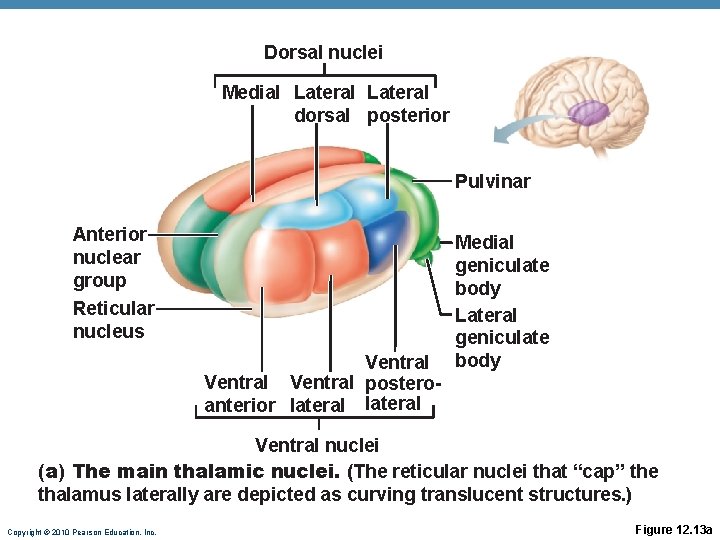 Dorsal nuclei Medial Lateral dorsal posterior Pulvinar Anterior nuclear group Reticular nucleus Ventral posteroanterior