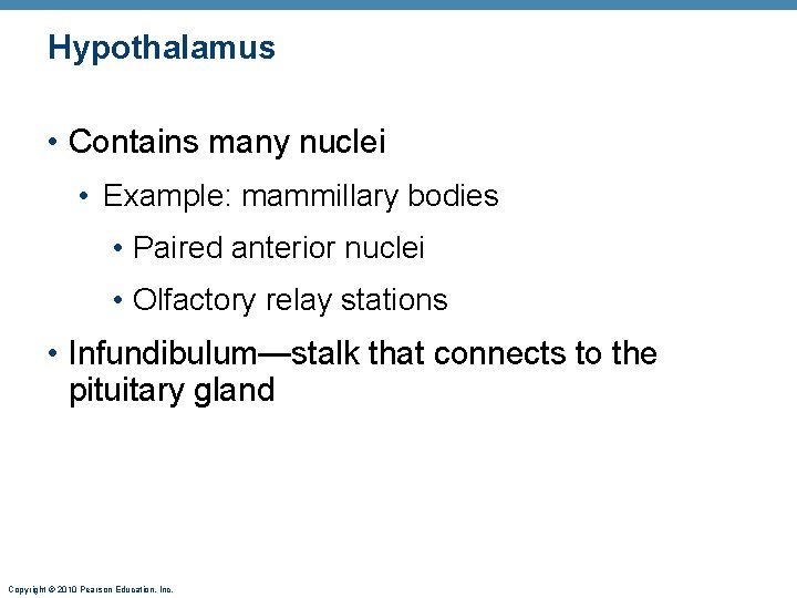 Hypothalamus • Contains many nuclei • Example: mammillary bodies • Paired anterior nuclei •