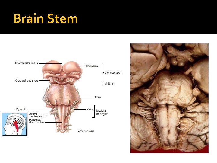 Brain Stem 