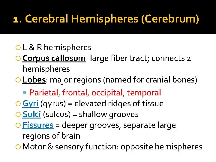 1. Cerebral Hemispheres (Cerebrum) L & R hemispheres Corpus callosum: large fiber tract; connects