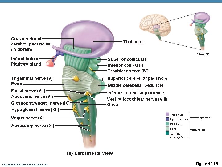 Crus cerebri of cerebral peduncles (midbrain) Thalamus View (b) Infundibulum Pituitary gland Superior colliculus