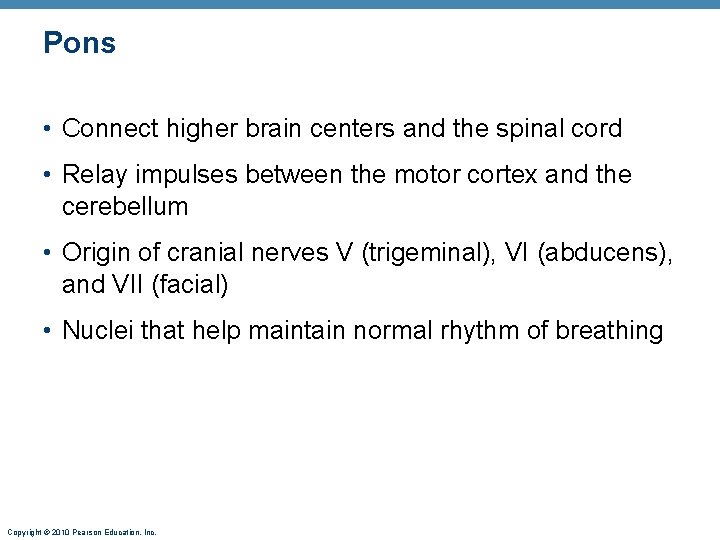 Pons • Connect higher brain centers and the spinal cord • Relay impulses between