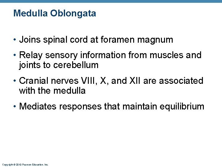 Medulla Oblongata • Joins spinal cord at foramen magnum • Relay sensory information from