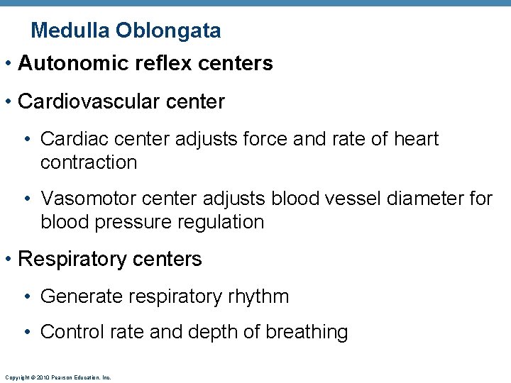 Medulla Oblongata • Autonomic reflex centers • Cardiovascular center • Cardiac center adjusts force