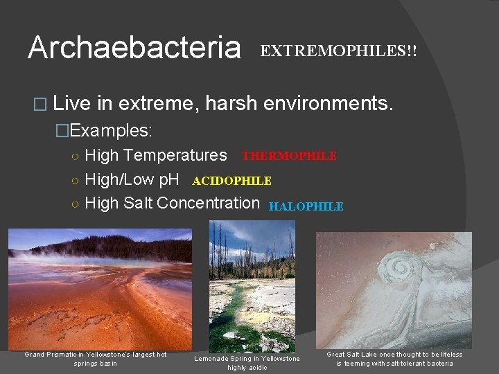 Archaebacteria EXTREMOPHILES!! � Live in extreme, harsh environments. �Examples: ○ High Temperatures THERMOPHILE ○