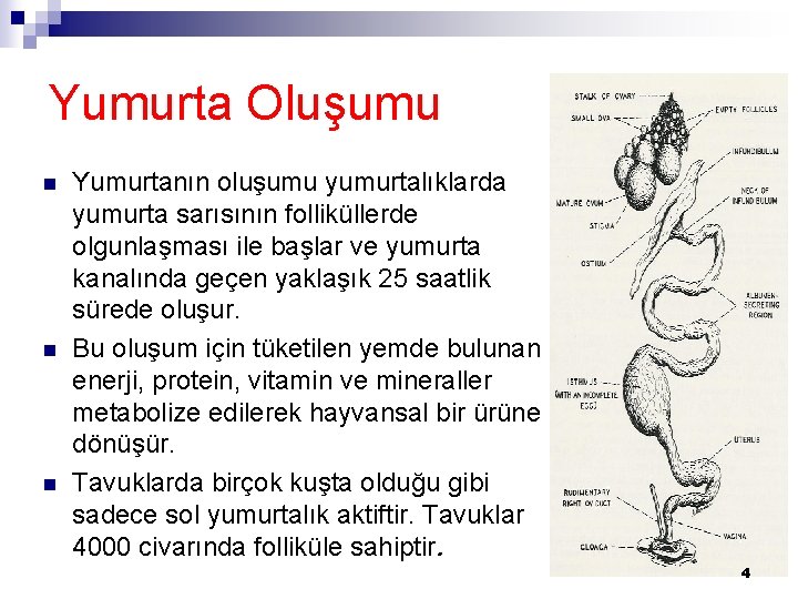 Yumurta Oluşumu n n n Yumurtanın oluşumu yumurtalıklarda yumurta sarısının folliküllerde olgunlaşması ile başlar