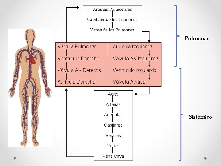 Arterias Pulmonares Capilares de los Pulmones Venas de los Pulmones Pulmonar Válvula Pulmonar Aurícula