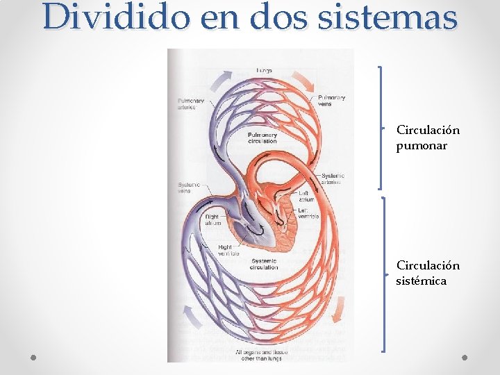 Dividido en dos sistemas Circulación pumonar Circulación sistémica 