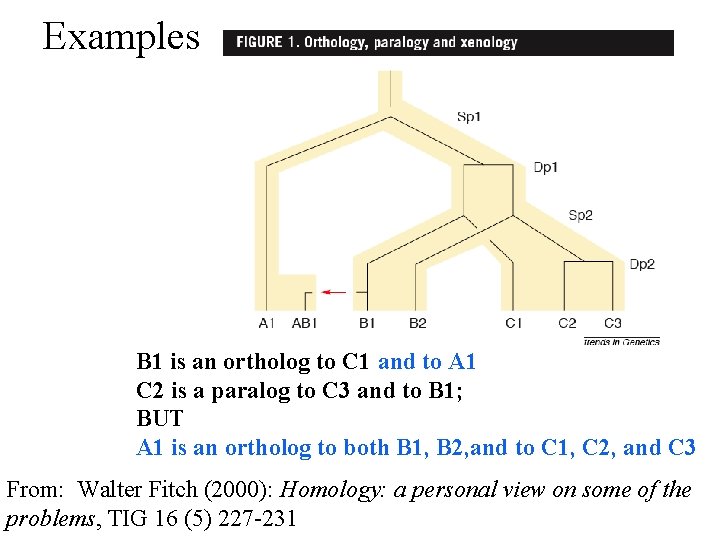 Examples B 1 is an ortholog to C 1 and to A 1 C