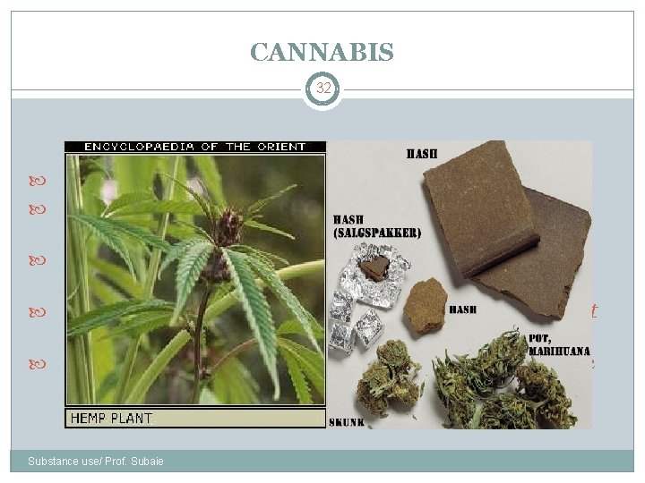 CANNABIS 32 Derived from the plant Cannabis sativa Effects vary with: dose, user’s expectation