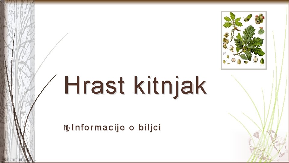 Hrast kitnjak Informacije © PROFIL KLETT d. o. o. o bi lj ci 