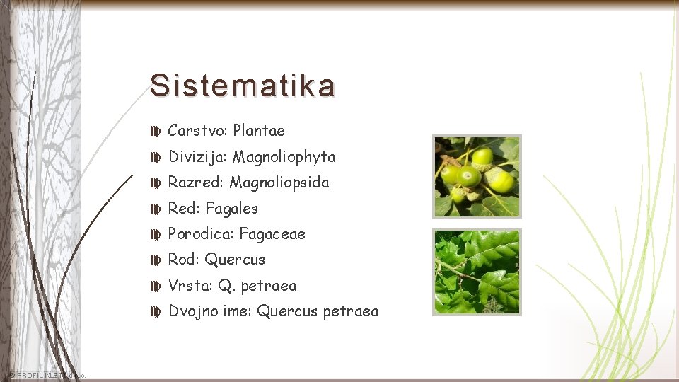 Sistematika © PROFIL KLETT d. o. o. Carstvo: Plantae Divizija: Magnoliophyta Razred: Magnoliopsida Red: