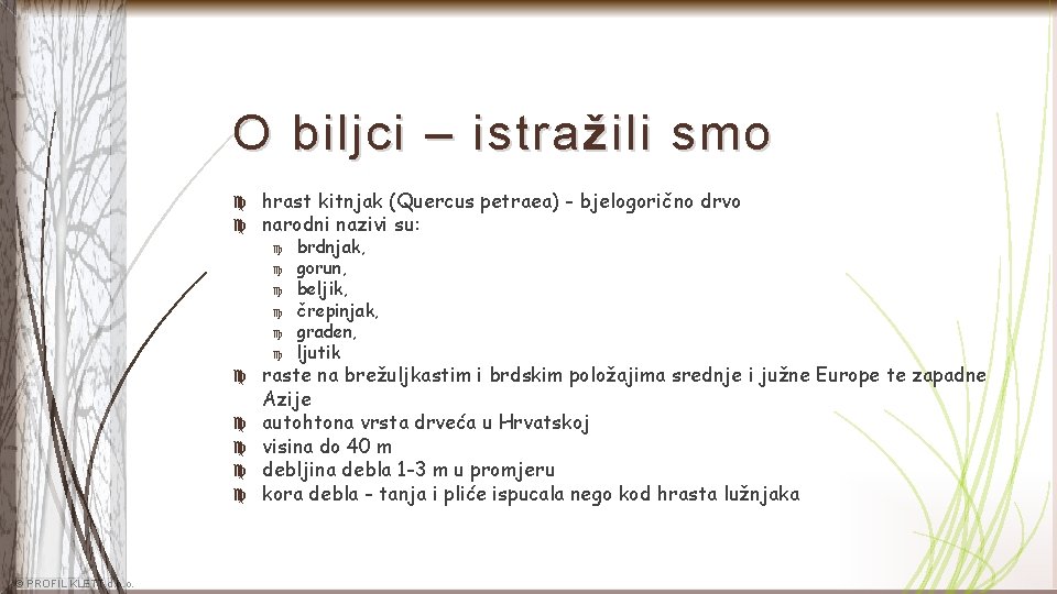 O biljci – istra ž ili smo hrast kitnjak (Quercus petraea) - bjelogorično drvo