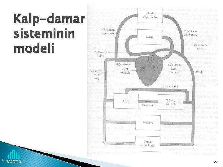 Kalp-damar sisteminin modeli 22 