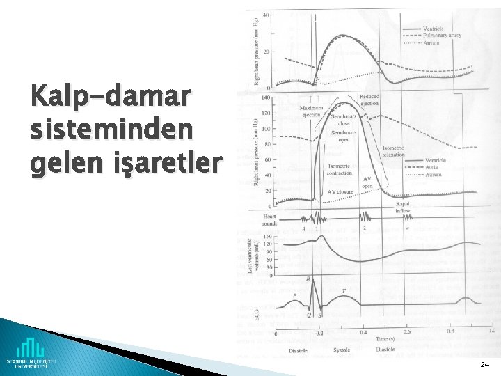 Kalp-damar sisteminden gelen işaretler 24 