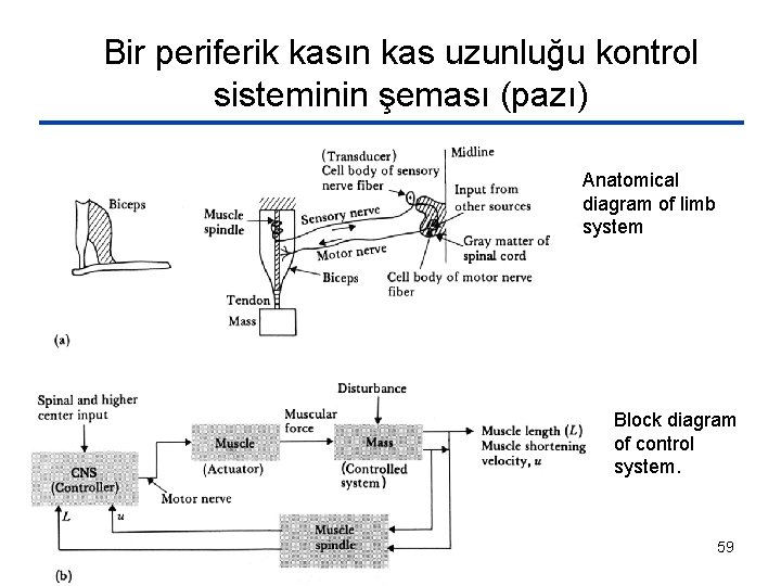 Bir periferik kasın kas uzunluğu kontrol sisteminin şeması (pazı) Anatomical diagram of limb system