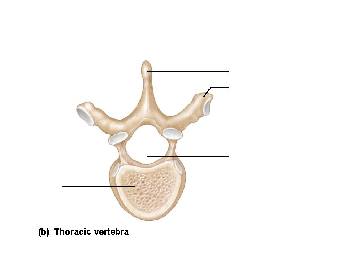Spinous process Transverse process Vertebral foramen Body (b) Thoracic vertebra 
