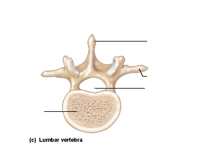 Spinous process Transverse process Vertebral foramen Body (c) Lumbar vertebra 