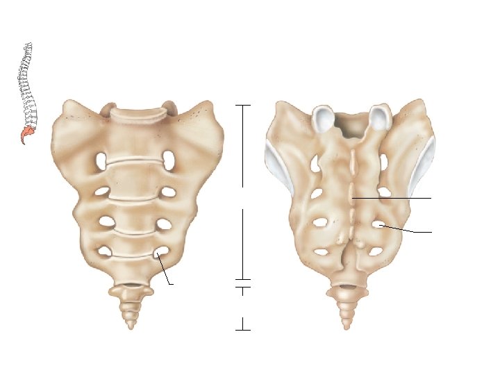 Sacrum Median Sacral Crest Sacral Foramen Coccyx 