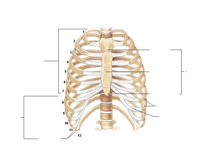 1 2 Manubrium 3 True ribs 4 5 Body Sternum 6 7 Xiphoid process