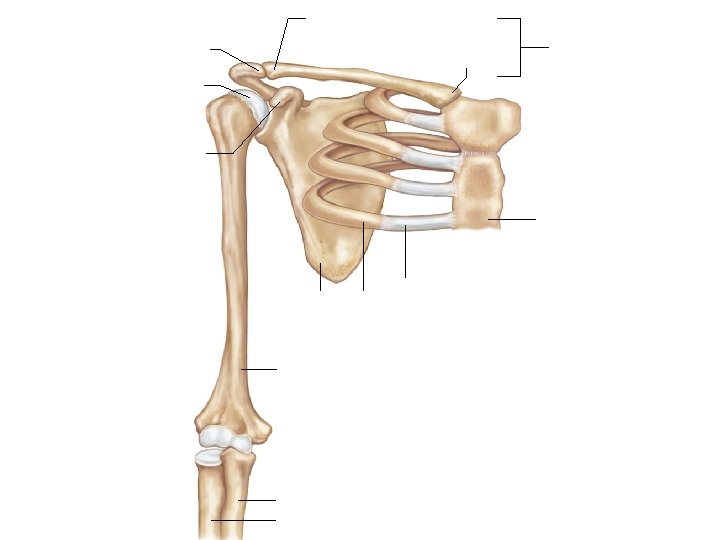 Acromial end Acromion process Sternal end Clavicle Head of humerus Coracoid process Sternum Scapula