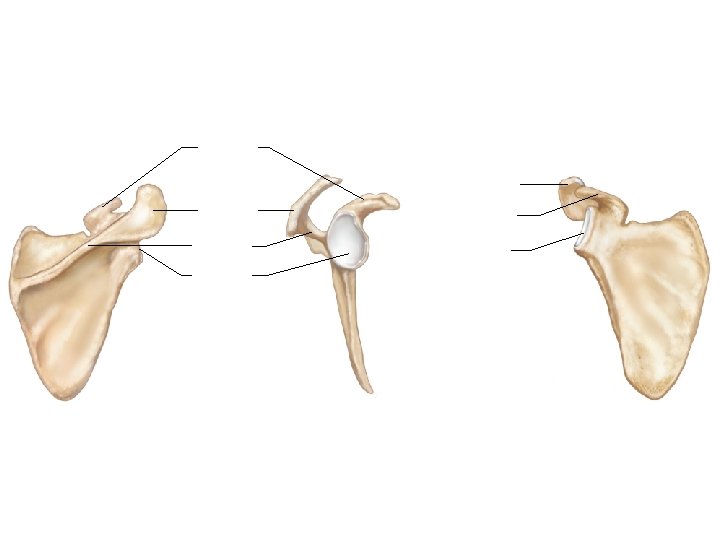 Coracoid process Acromion process Spine Glenoid cavity Coracoid process Glenoid cavity 