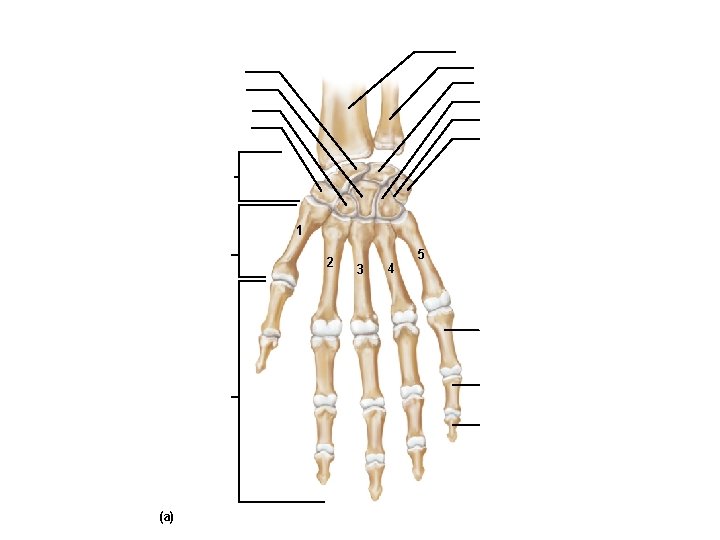 Radius Ulna Lunate Hamate Triquetrum Scaphoid Capitate Trapezoid Trapezium Pisiform Carpals 1 Metacarpals 2