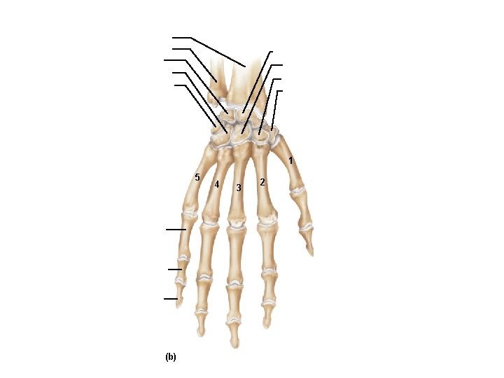 Radius Ulna Lunate Hamate Triquetrum Scaphoid Capitate Trapezoid Trapezium 1 5 Proximal phalanx Middle