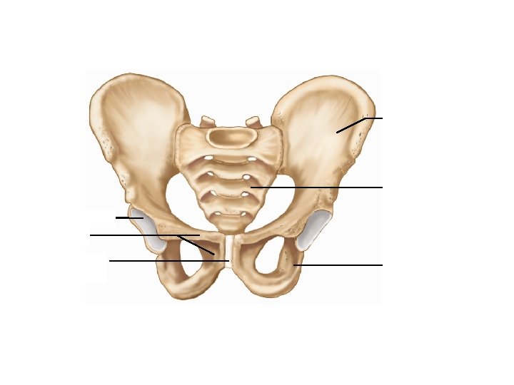 Ilium Sacrum Acetabulum Pubis Symphysis pubis Ischium 