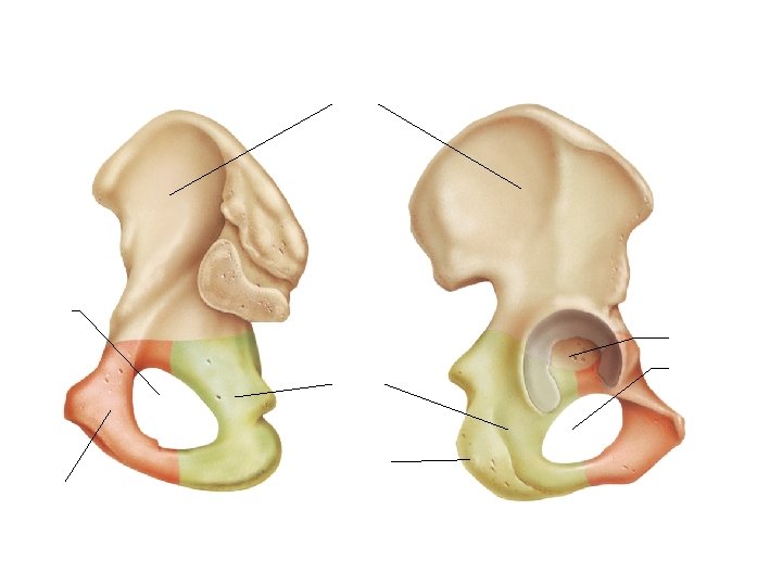 Ilium Obturator foramen Acetabulum Obturator foramen Ischium Pubis Ischial tuberosity 