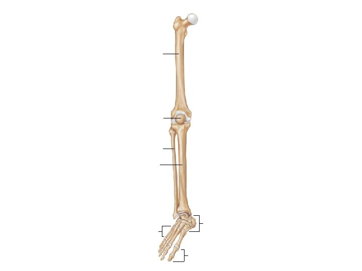 Femur Patella Fibula Tibia Tarsals Metatarsals Phalanges 