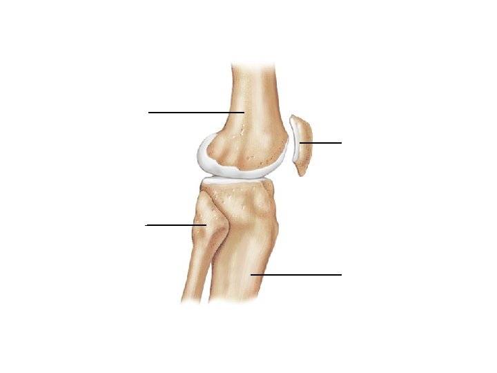 Femur Patella Fibula Tibia 