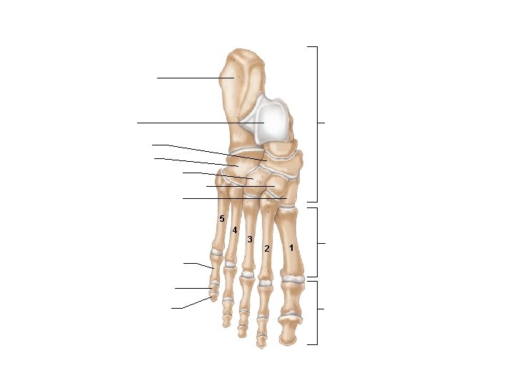 Calcaneus Tarsals Talus Navicular Cuboid Lateral cuneiform Intermediate cuneiform Medial cuneiform 5 4 3