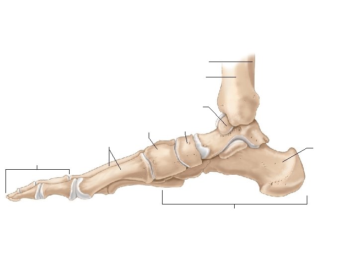 Fibula Tibia Talus Metatarsals Navicular Medial cuneiform Calcaneus Phalanges Tarsals 