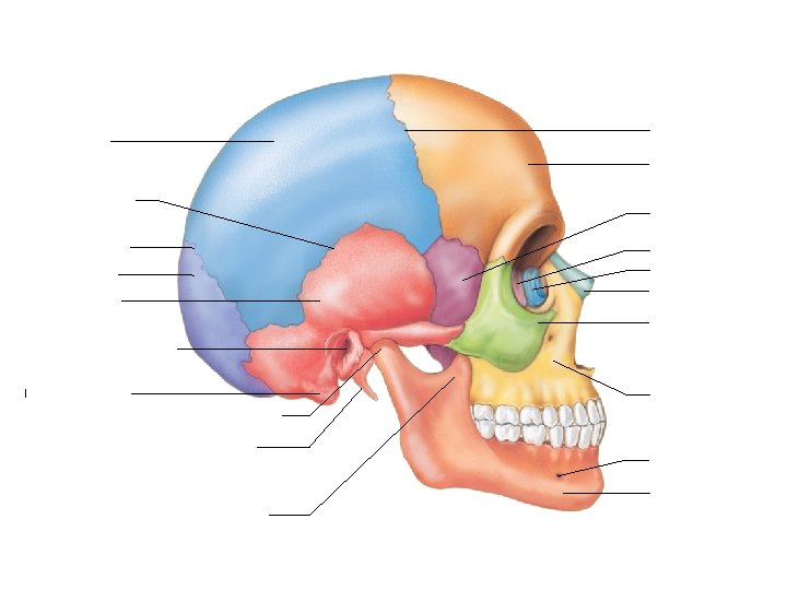 Coronal suture Parietal bone Frontal bone Squamous suture Sphenoid bone Lambdoid suture Ethmoid bone